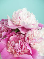 Peonies I