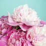 Peonies I