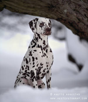 The Guardian