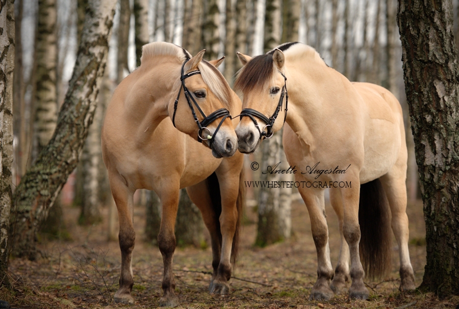 Bilderesultater for fjord horse