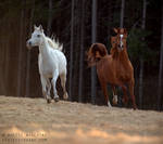 Freedom by SerenataPhotography