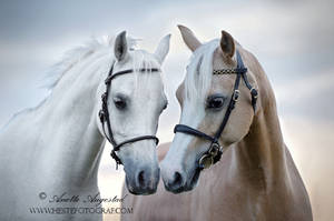 Beautiful Ponies by SerenataPhotography