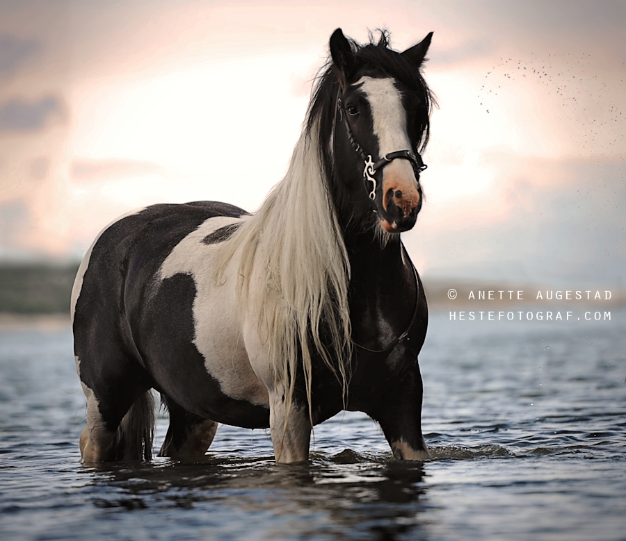 The Gypsy Vanner