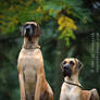 Two Proud Dogs