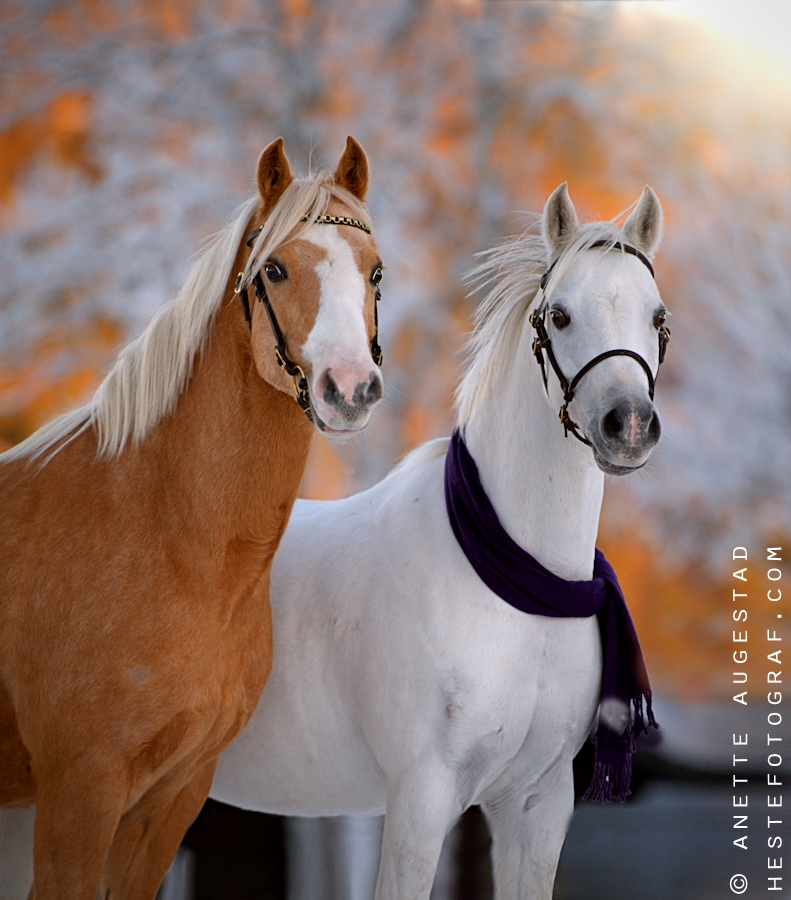 Christmas Ponies 2 by SerenataPhotography Christmas Ponies 2 by SerenataPhotography
