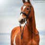 Dressage Horse