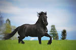 Friesian Summer by SerenataPhotography