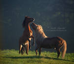 Playful Morning by Hestefotograf