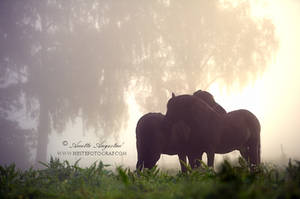 Morning Mist by Hestefotograf Morning Mist by Hestefotograf