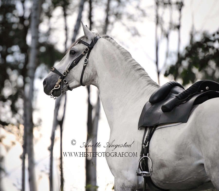 White Beauty