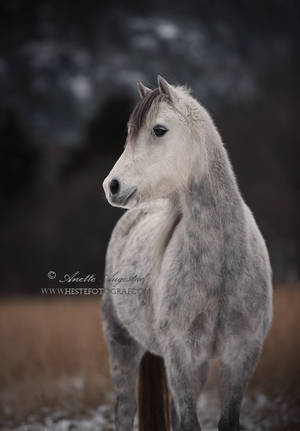 Fluffy Pony by SerenataPhotography