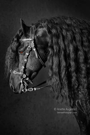Friesian Beauty by Hestefotograf Friesian Beauty by Hestefotograf