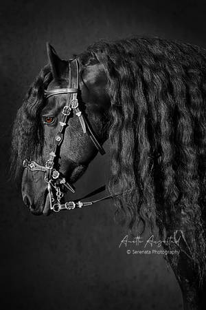 Friesian Beauty by SerenataPhotography Friesian Beauty by SerenataPhotography