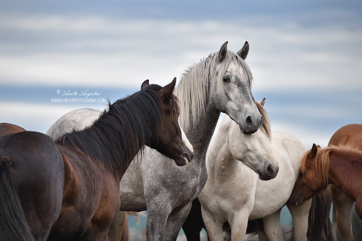 Young Stallions