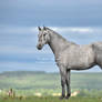 Pastel Pasture