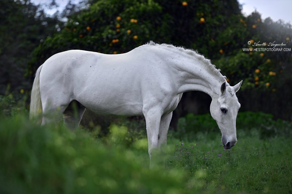 The Unicorn Who Lost It's Horn