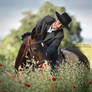 Alentejo Fields