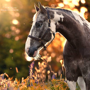 Spring Bokeh by SerenataPhotography