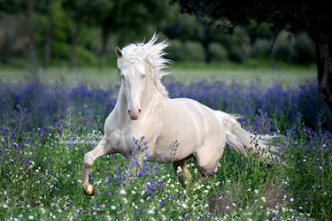 Pretty Blue by Hestefotograf