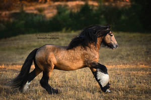 Golden Boy by Hestefotograf Golden Boy by Hestefotograf