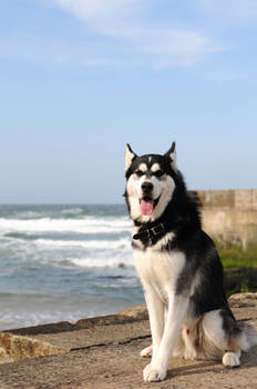 Siberian Husky