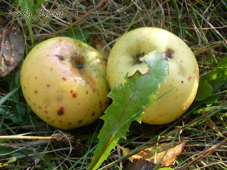 Apples