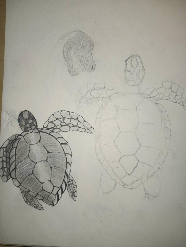 Turtle Scatch Turtle sketch practice by bdog154 on DeviantArt