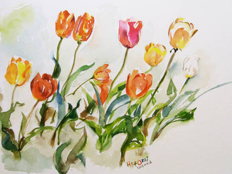 Tulip