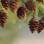 pinecones