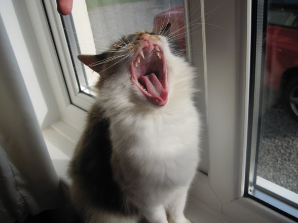 Cat yawning