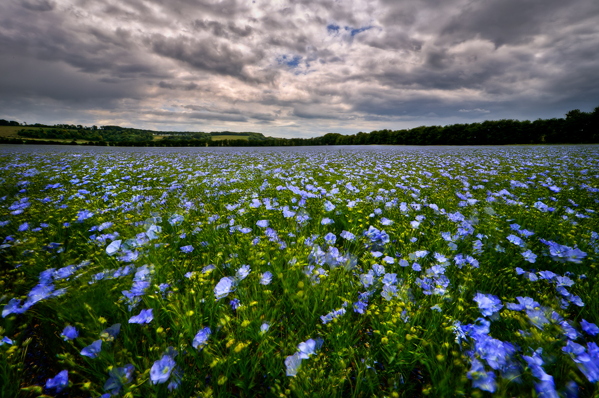 Flax