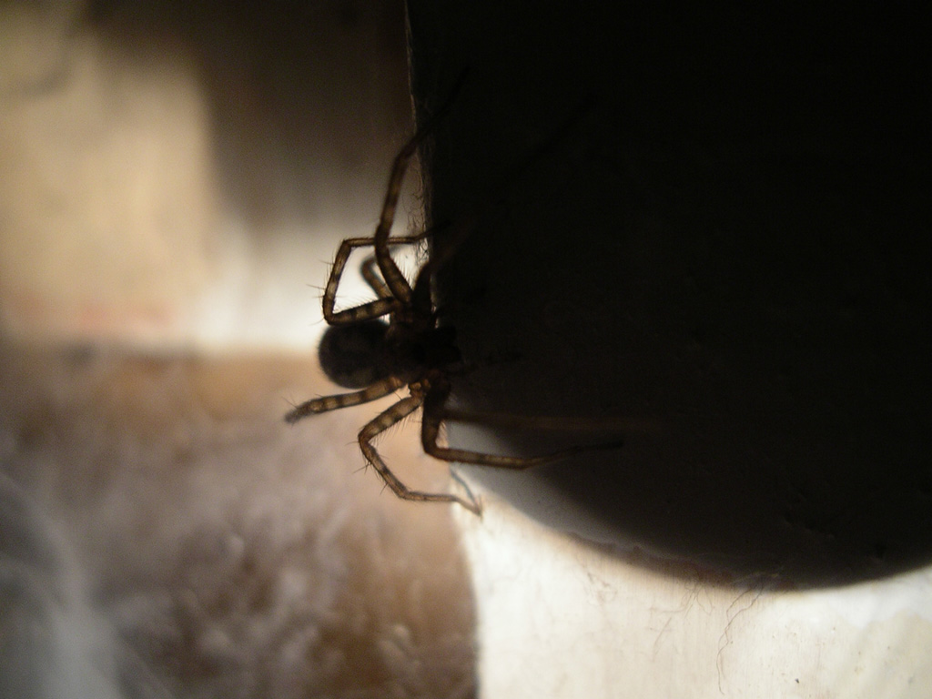 Shadow Spider