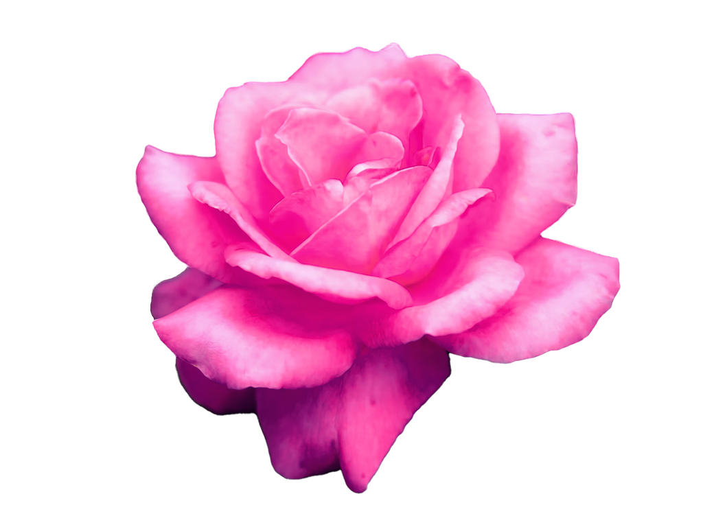 Java Rose Png Rose #2 PNG by shadowplay-gfx on DeviantArt
