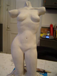 Women's Torso