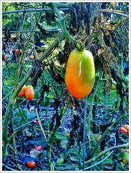 hdr tomatos two