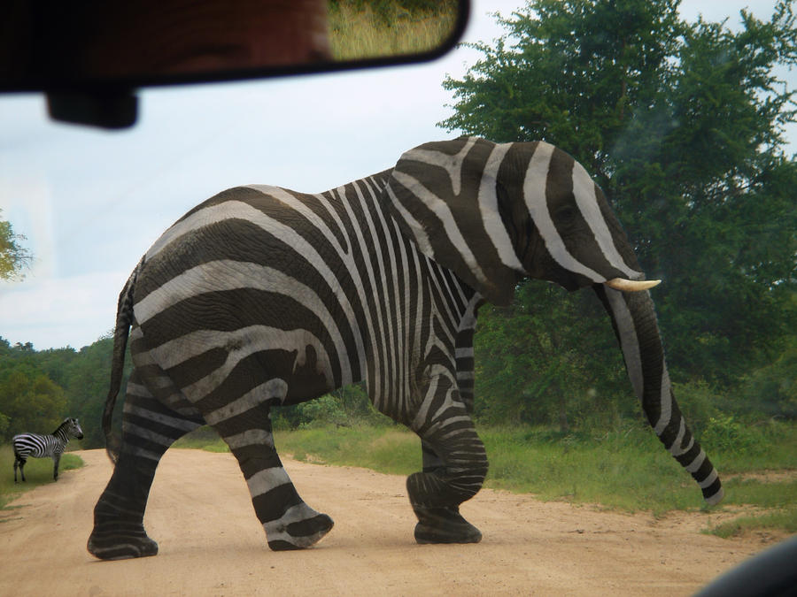 Zebraphant