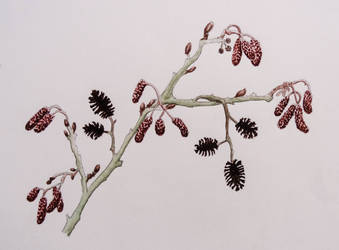 Alder catkins