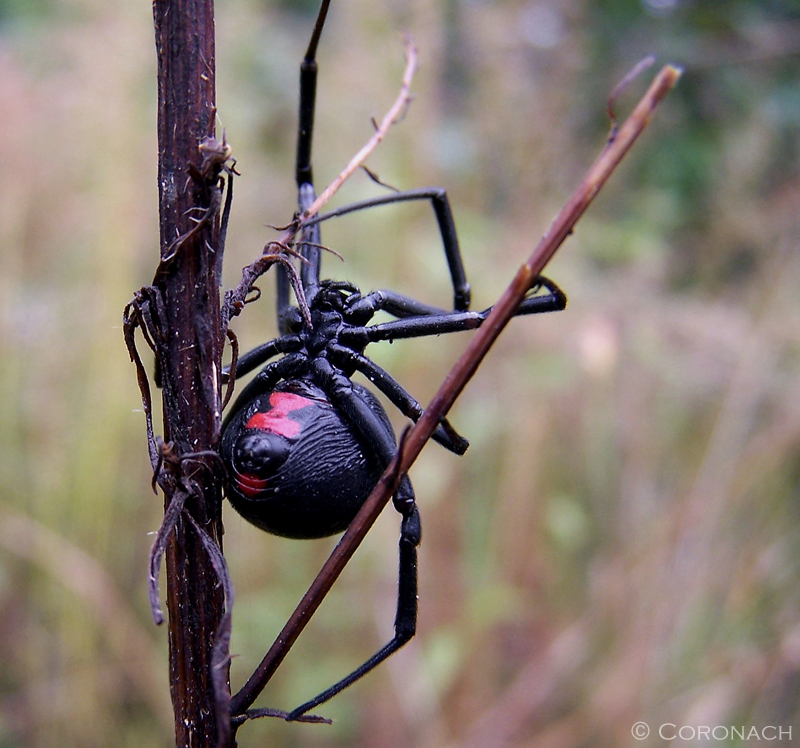 Black Widow