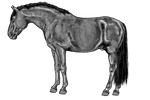 Free 2 use Stallion by Ningchen