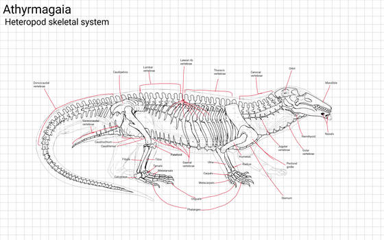 Heteropod Anatomy: Skeletal System