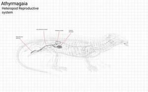 Heteropod Anatomy: Reproductive System