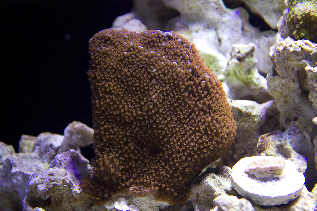 Superman Montipora Coral 1