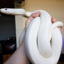 Texas Leucistic Ratsnake