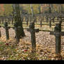 Forest of crosses 1