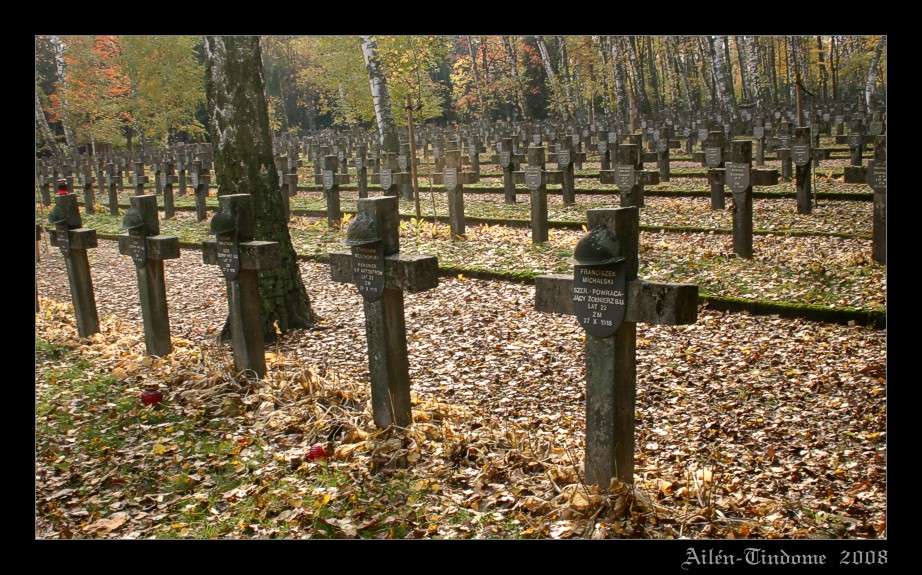 Forest of crosses 1