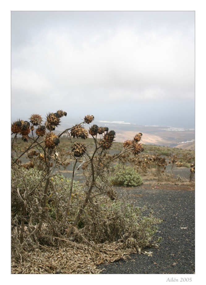 Thistles