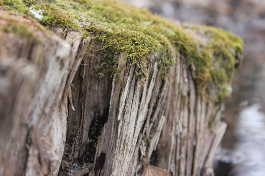 Rotting Cliffs of Tree