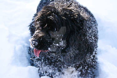 Bella in the Snow