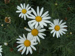 Daisy Stock 1 by athlinia-stock