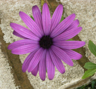 Flower Stock 11 by athlinia-stock